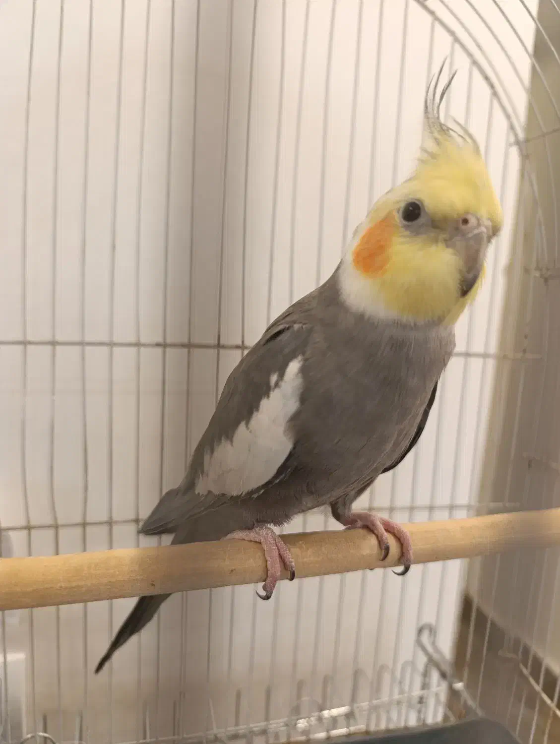 عروس هلندی سخنگو|پرنده|خرمشهر, |دیوار