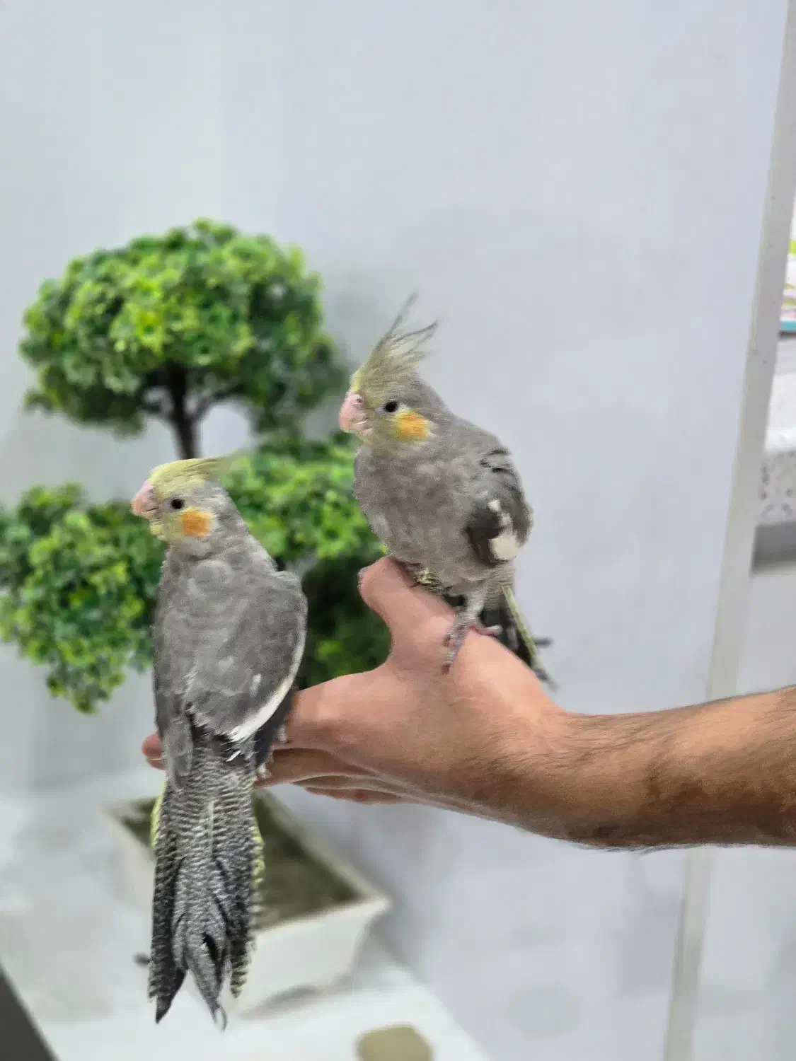 دو عدد عروس سینامون فول دستی|پرنده|شوشتر, |دیوار