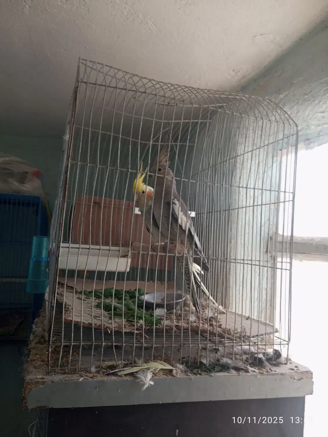 پرنده نیکشهر کوتوله و عروس هلندی|پرنده|نیک شهر, |دیوار