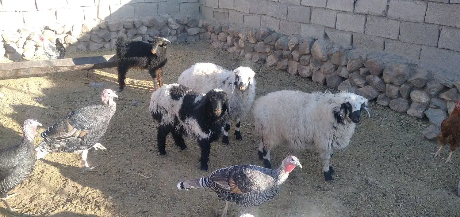 گوسفند فروشی|حیوانات مزرعه|سربیشه, |دیوار