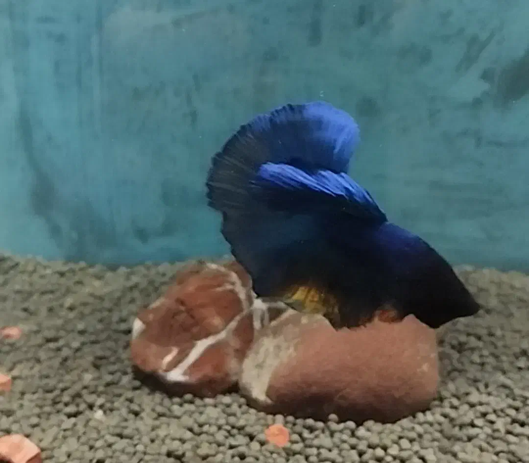 ماهی فایتر|ماهی|تبریز, |دیوار