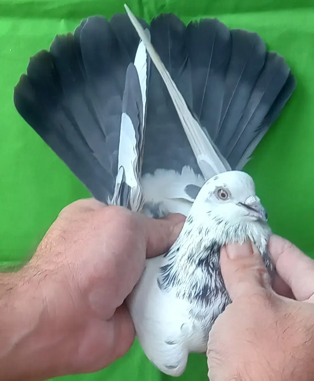 گرفتنی ۸تا یکجا|پرنده|تهران, مولوی|دیوار