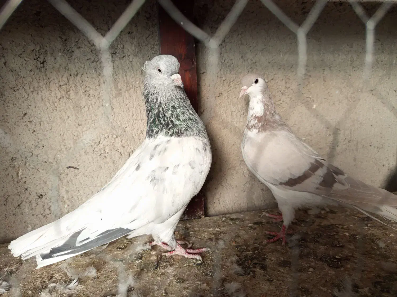 کبوتر|پرنده|نیشابور, فخریه|دیوار