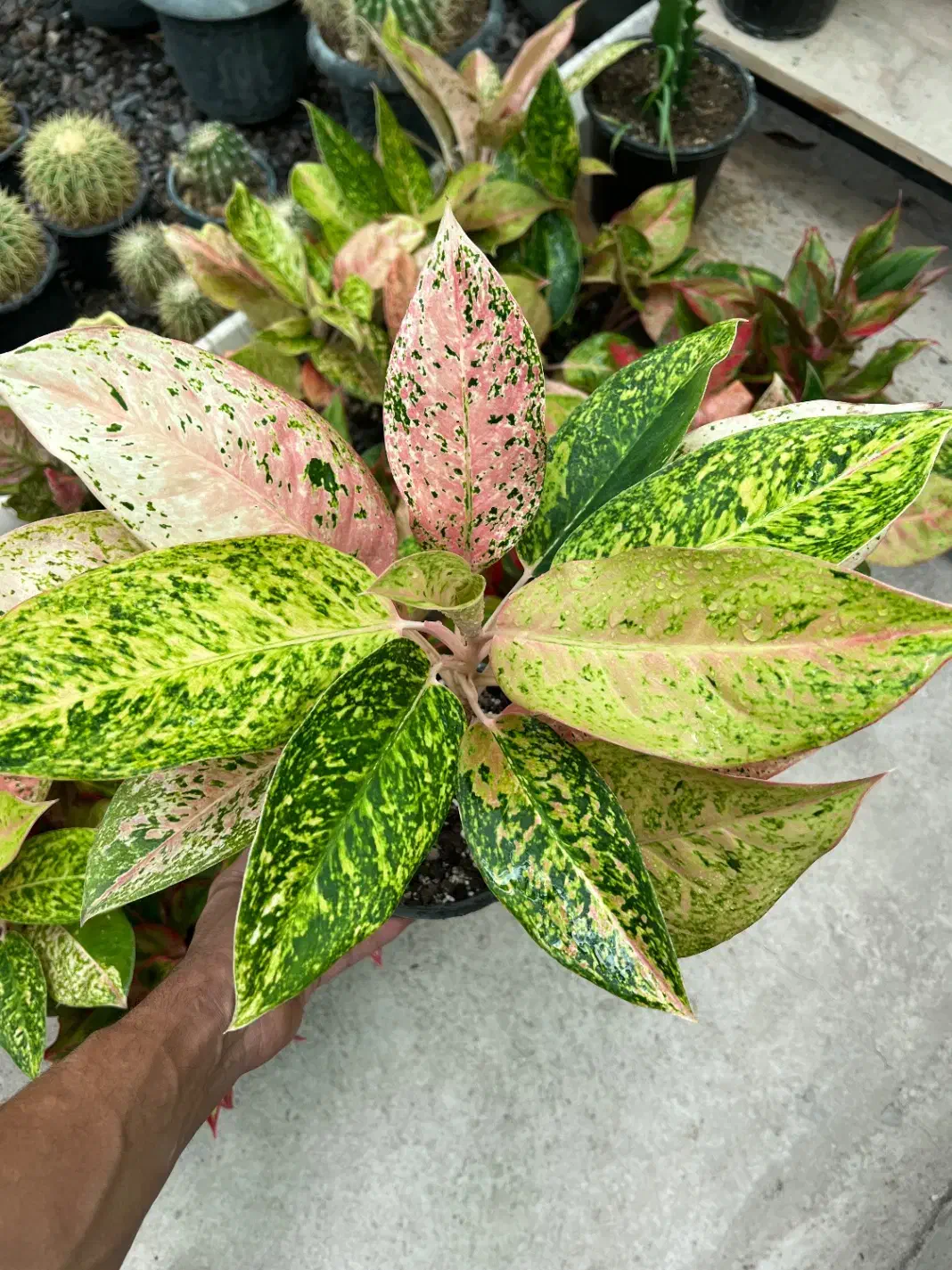 آگلونما پینک لیدی|گل و گیاه طبیعی|رشت, بیجارپس|دیوار