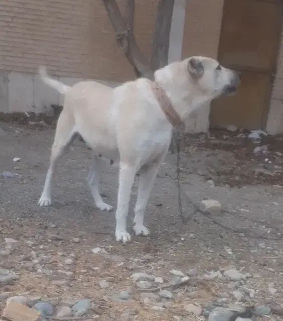 سگ ماده|سگ|کوهسار (البرز), |دیوار