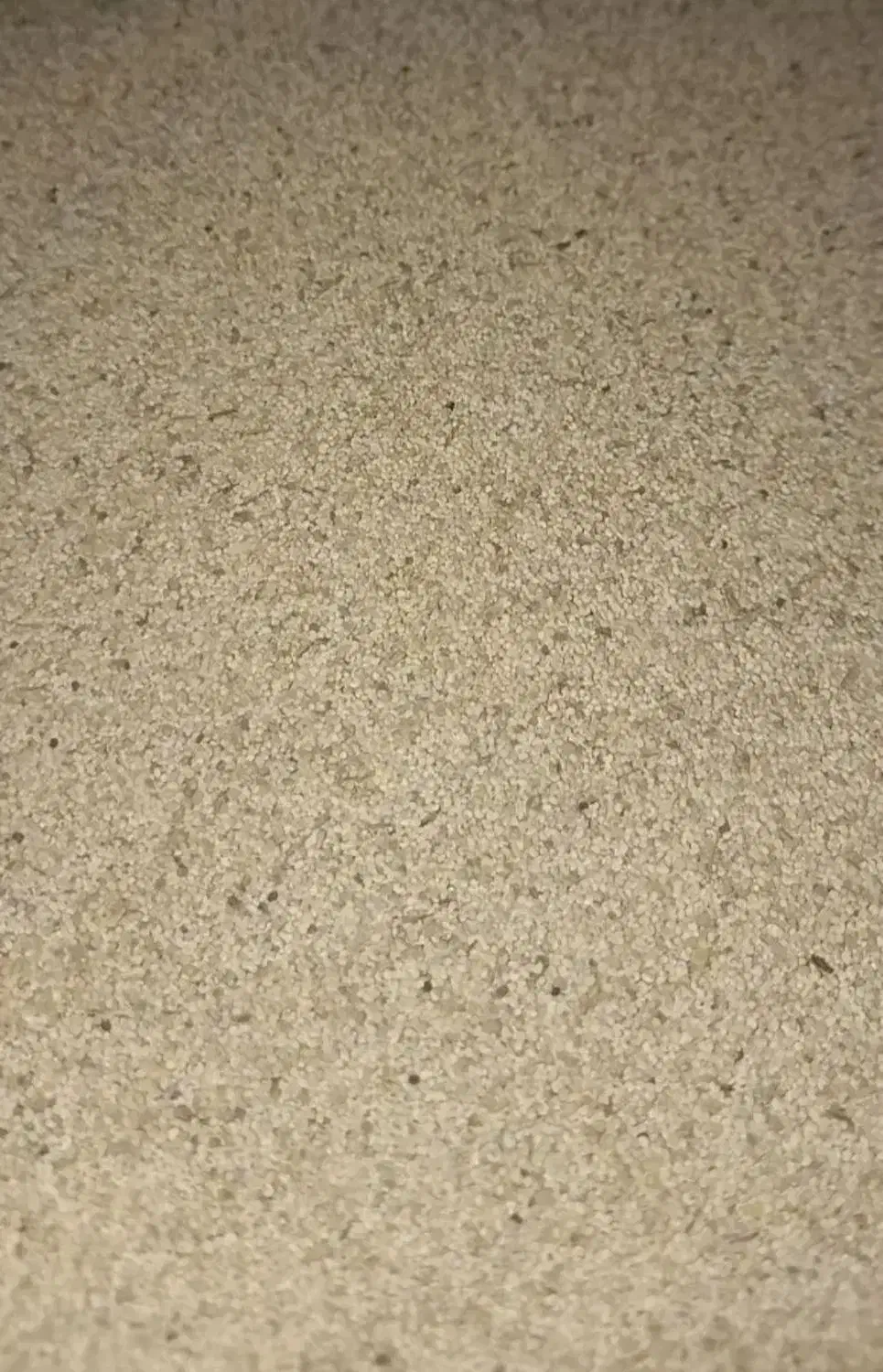 بذر درجه1تضمینی گل سفیدوصورتی پاک شده|گل و گیاه طبیعی|کوهدشت, |دیوار