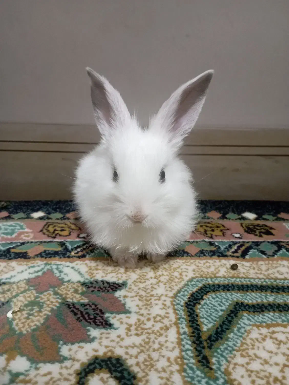 خرگوش و وسایل|موش و خرگوش|محمدیه-قزوین, |دیوار