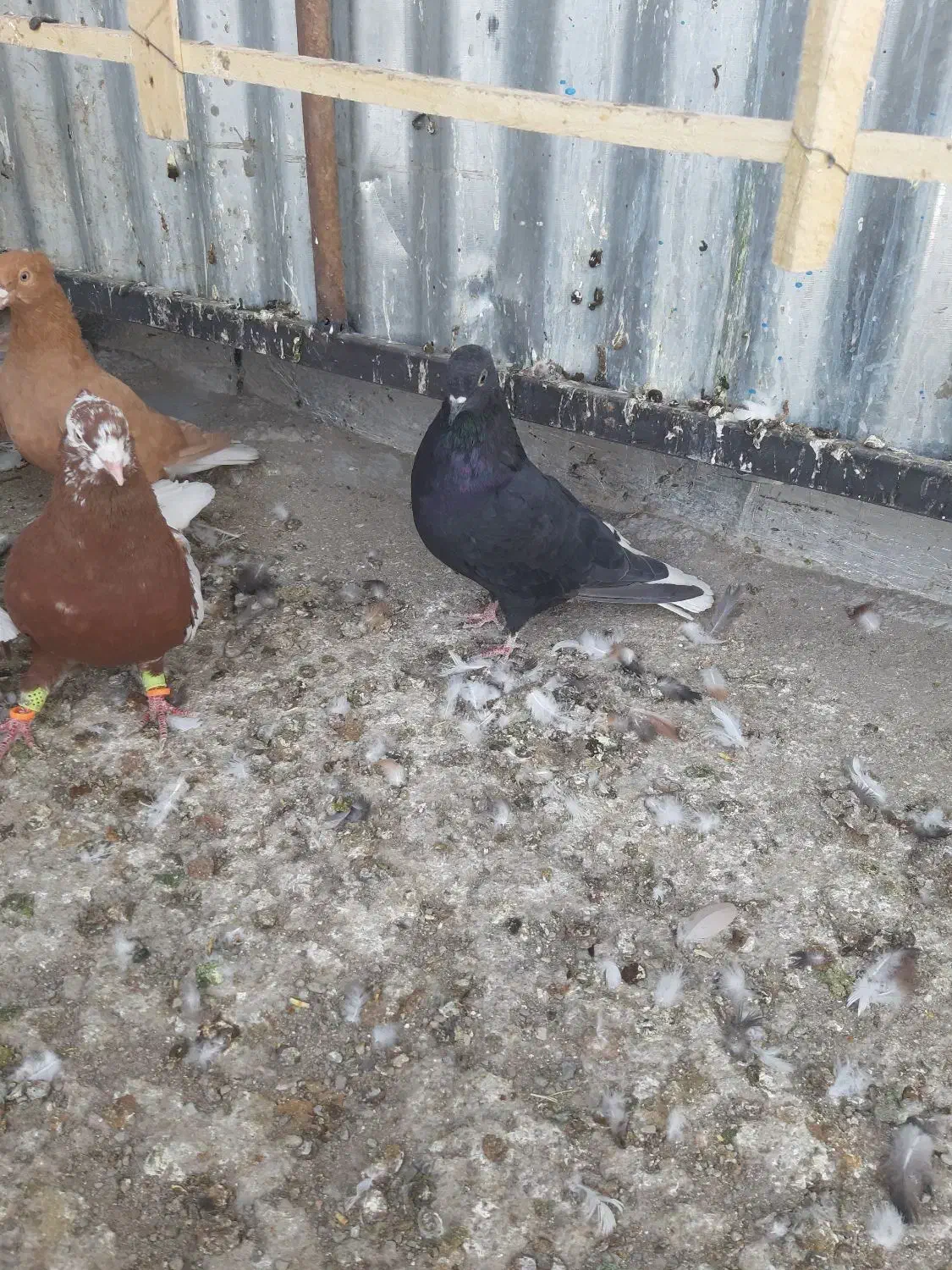 زاغ دمسفید|پرنده|تربت‌حیدریه, یحیی آباد|دیوار