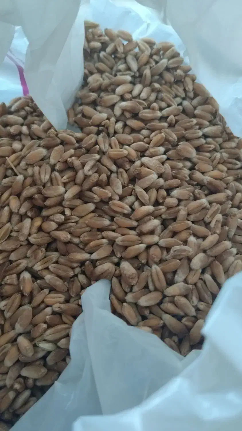 انواع بذر گندم موجود هست|گل و گیاه طبیعی|آق قلا, |دیوار