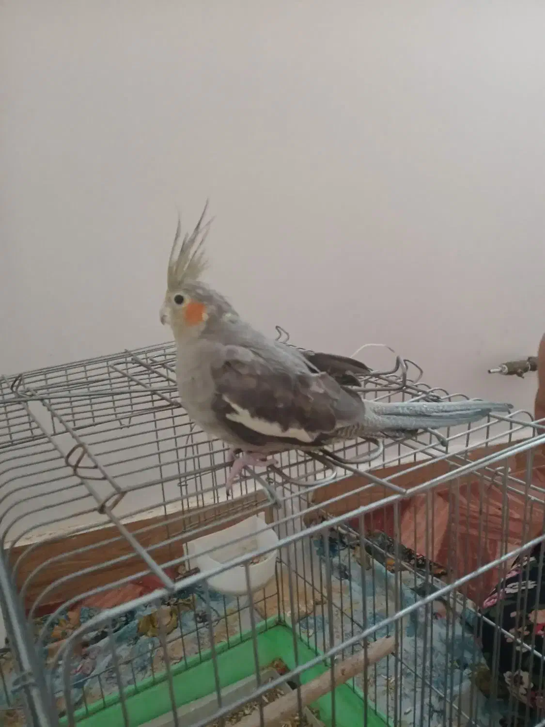 عروس هلندی ماده ۶۵۰|پرنده|کهن آباد, |دیوار