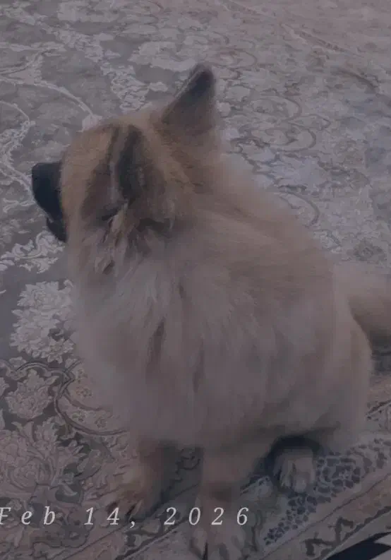 سگ پامرخرسی|سگ|صفادشت, |دیوار