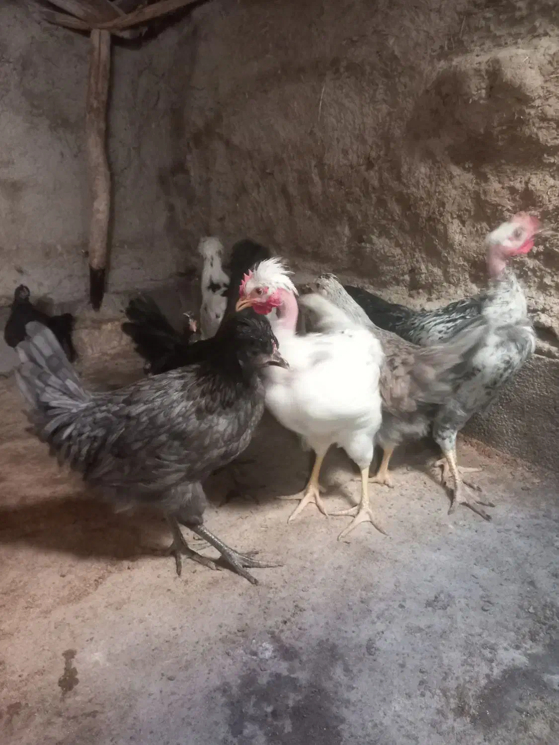 جوجه مرغ بومی|پرنده|رودشت (اصفهان), |دیوار