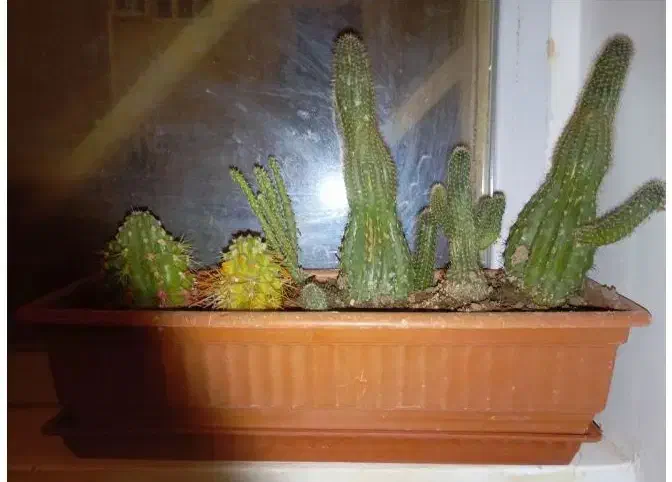 گل مصنوعی فروش یا معاوضه|گل مصنوعی|یزد, |دیوار