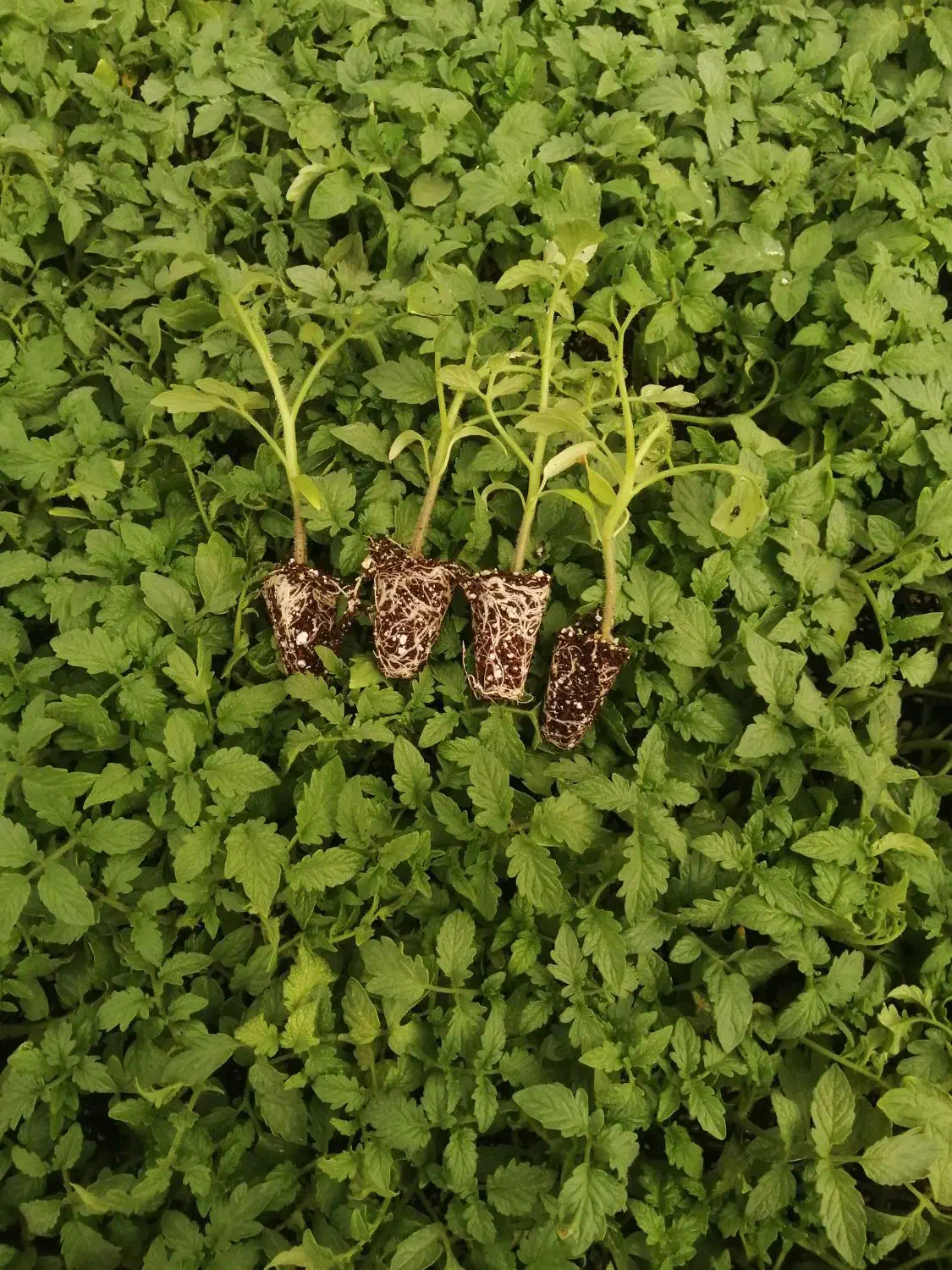 نشاگوجهفرنگی بدرو وبریویو دستگیردریافت سفارش کاشت|خدمات باغبانی و درختکاری|مرودشت, تخت جمشید|دیوار