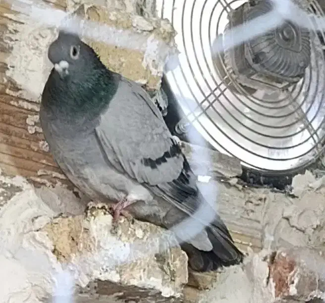 تعدادی ماده قشنگ و هوایی|پرنده|دورود, |دیوار