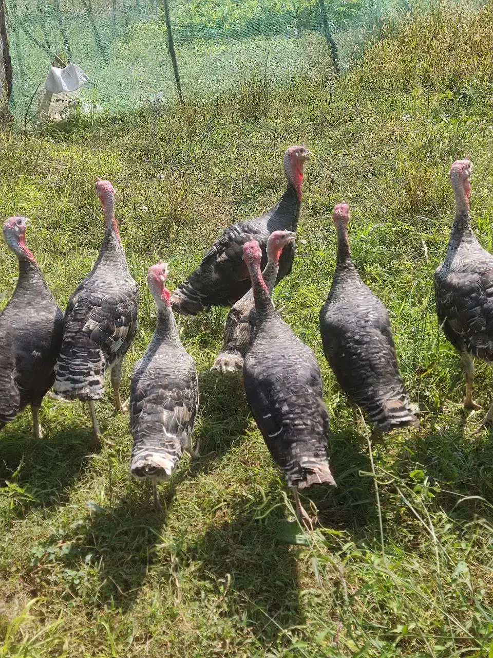 فروش بوقلمون|حیوانات مزرعه|اسالم, |دیوار