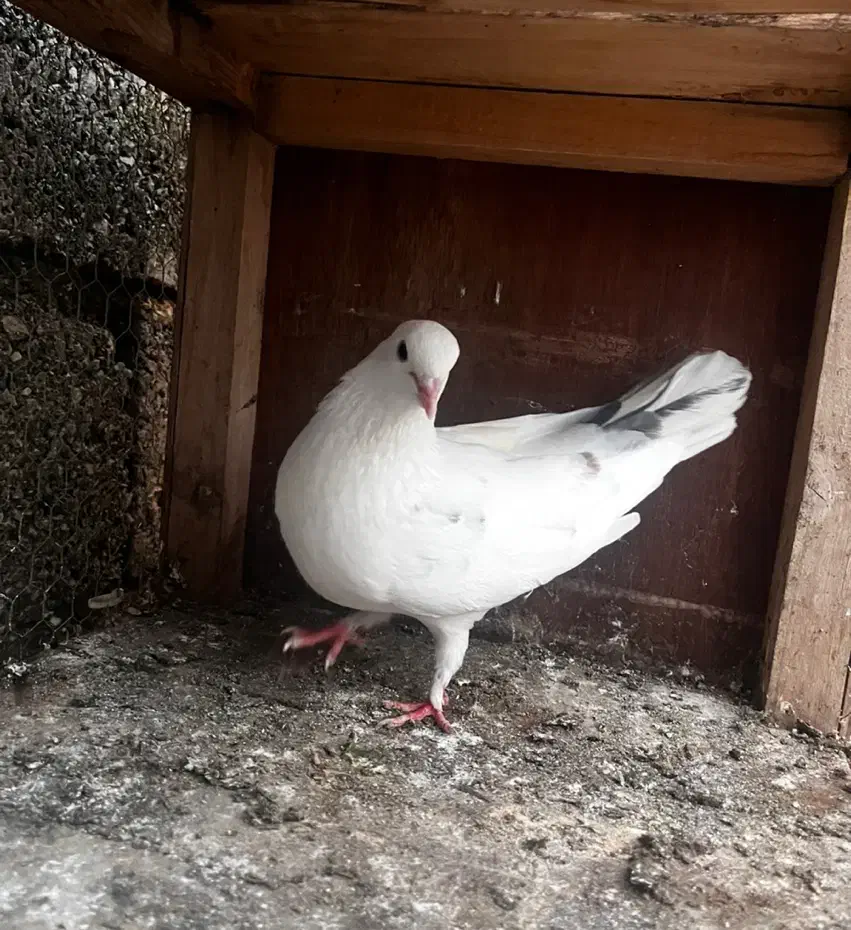 کبوتر پرشی|پرنده|رودسر, |دیوار