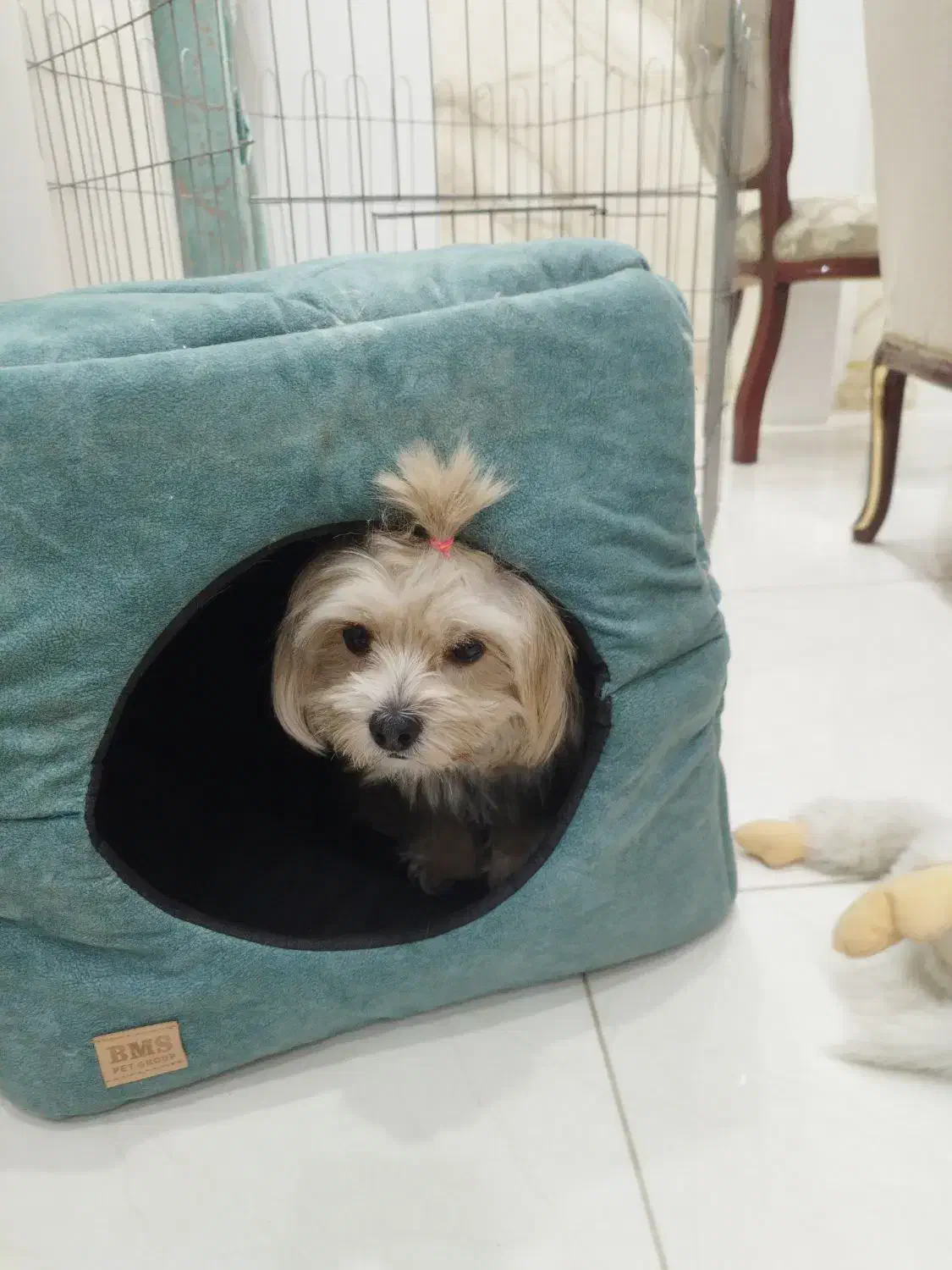 شیتزو تریر اصل|سگ|کرمانشاه, |دیوار