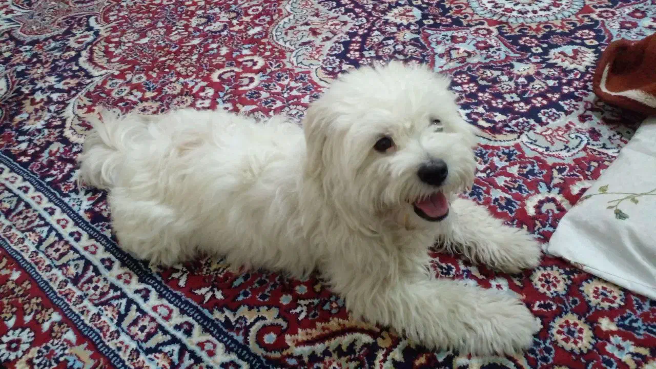 پیداش کن جایزه بگیر|حیوانات|تربت جام, شاد|دیوار