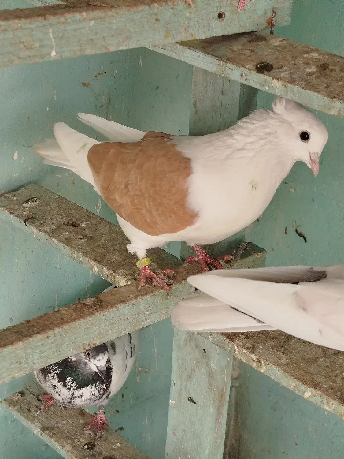 کبوتر خارجی و ایرانی|پرنده|سیمین شهر, |دیوار