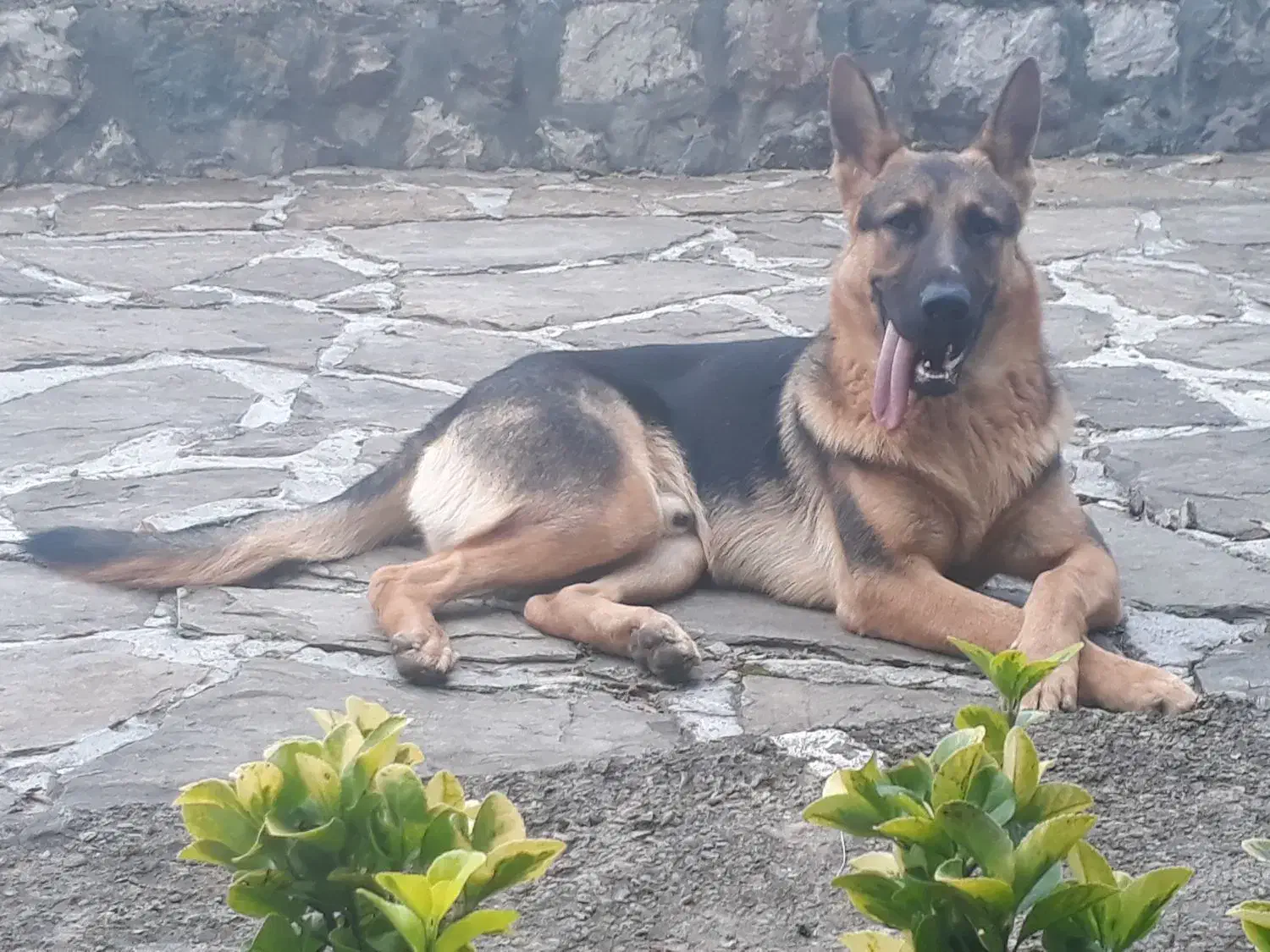 ژرمن شپرد|سگ|نوشهر, |دیوار