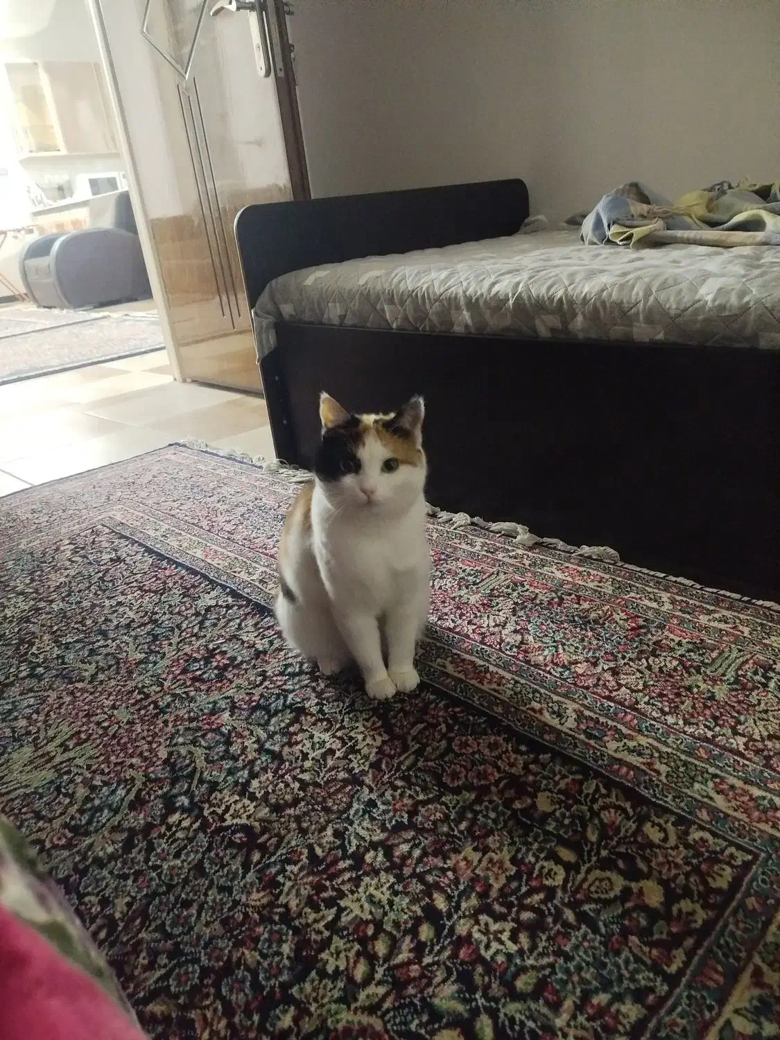 گم شده|حیوانات|قیدار, |دیوار