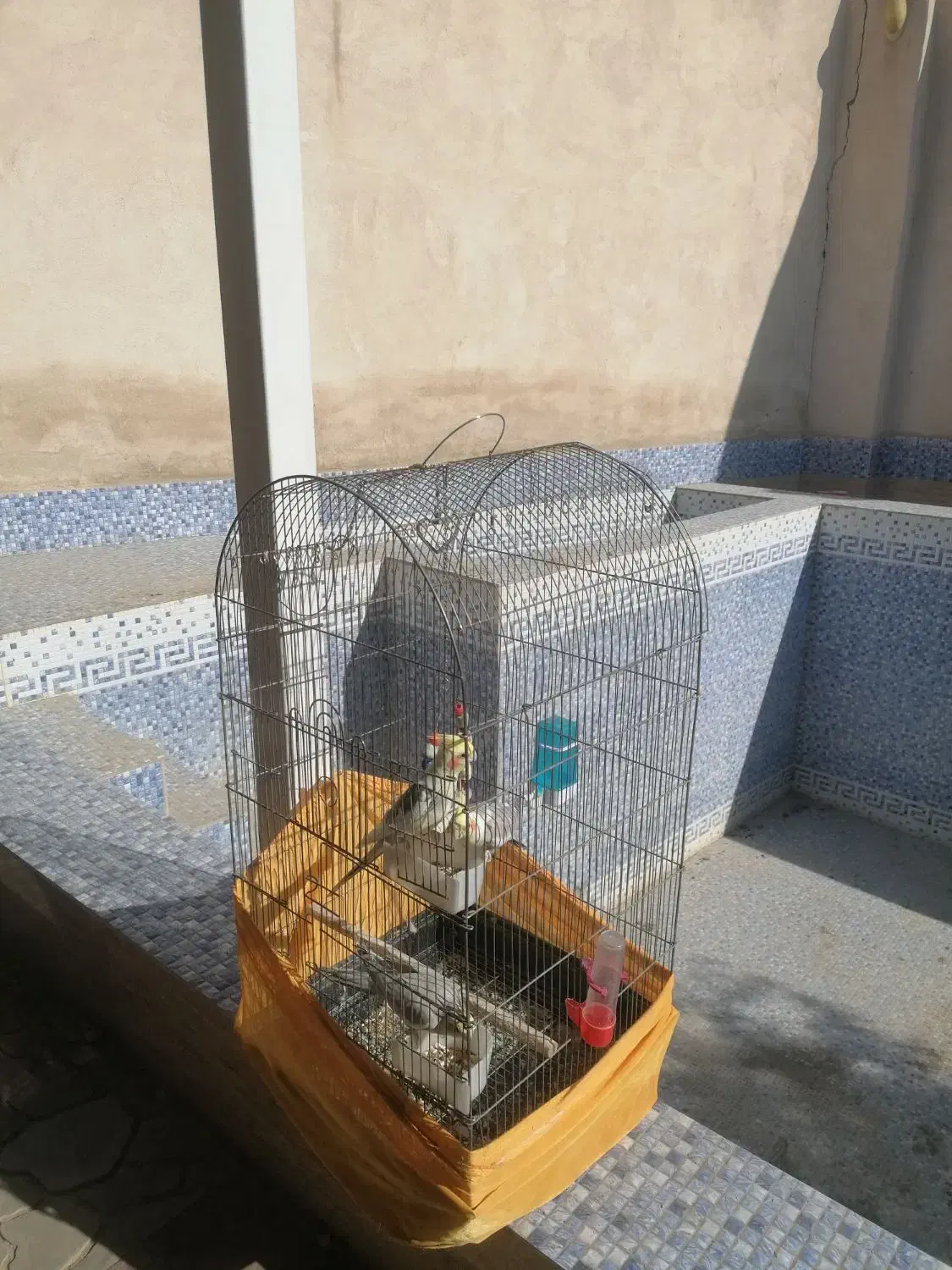 حیوان|پرنده|صباشهر, |دیوار