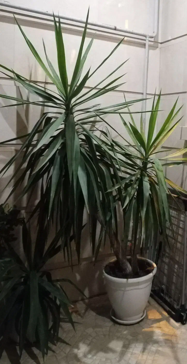 گل یوکا|گل و گیاه طبیعی|گنبد کاووس, |دیوار