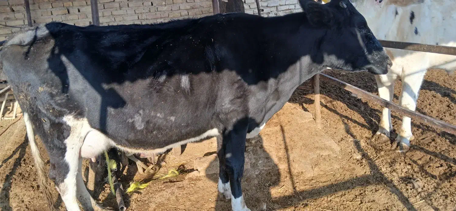 گاو شکم دوم ده‌روز تازایش|حیوانات مزرعه|زرقان, |دیوار