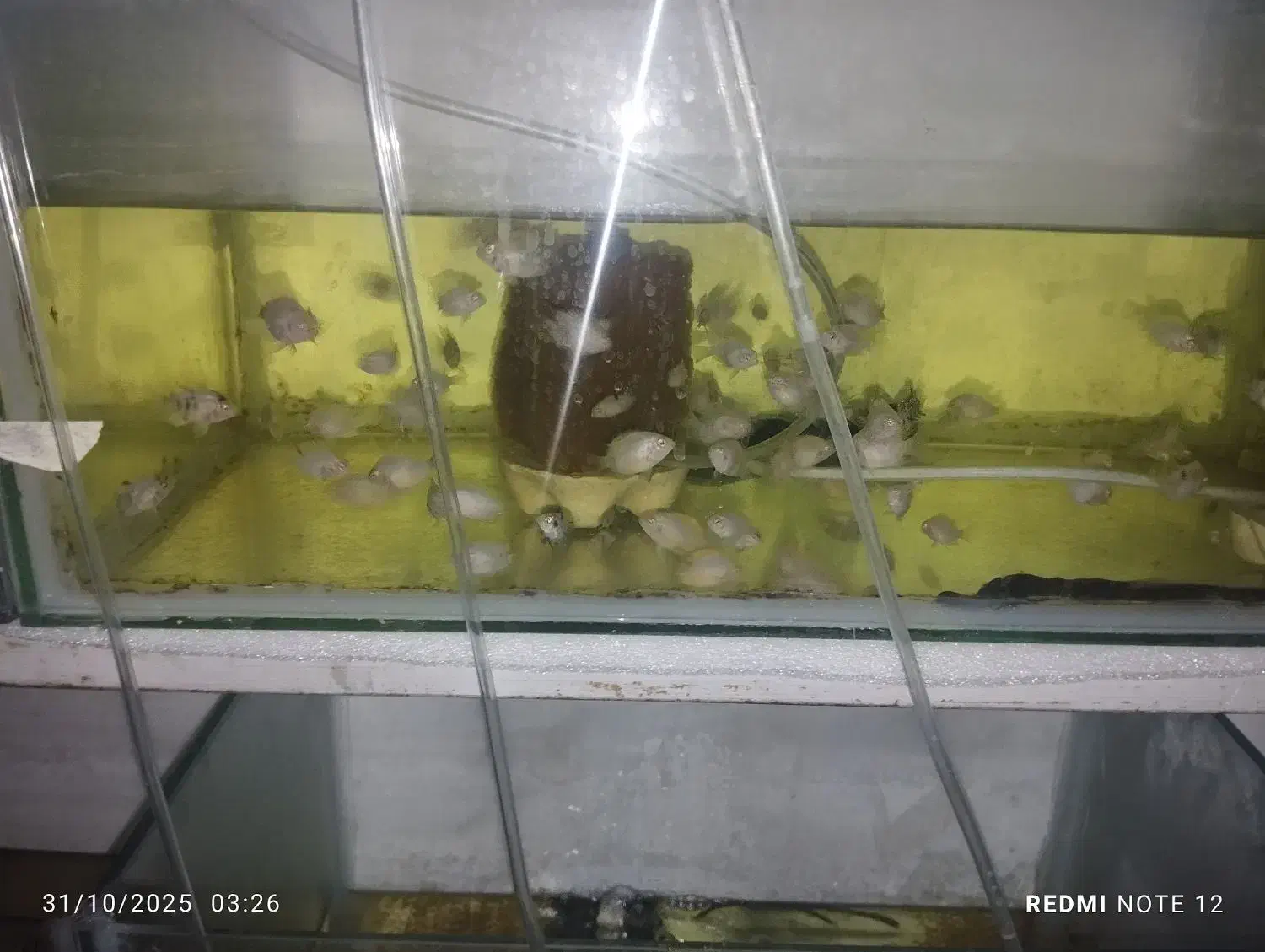 ماهیوآکواریوم باپاییه پرت پلارگوشت خواروگیاه خوار|ماهی|تهران, گرگان|دیوار