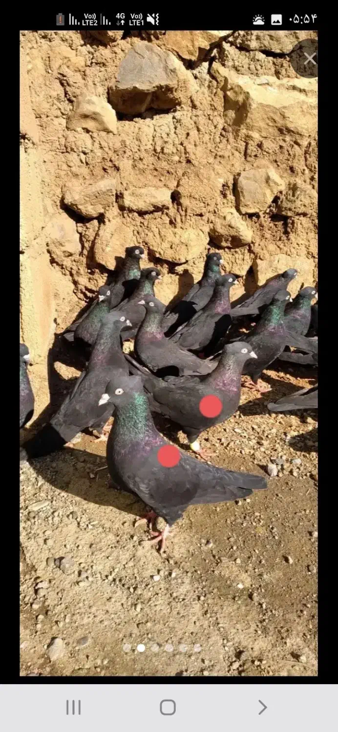 کبوتر زاغ|پرنده|بیستون, |دیوار