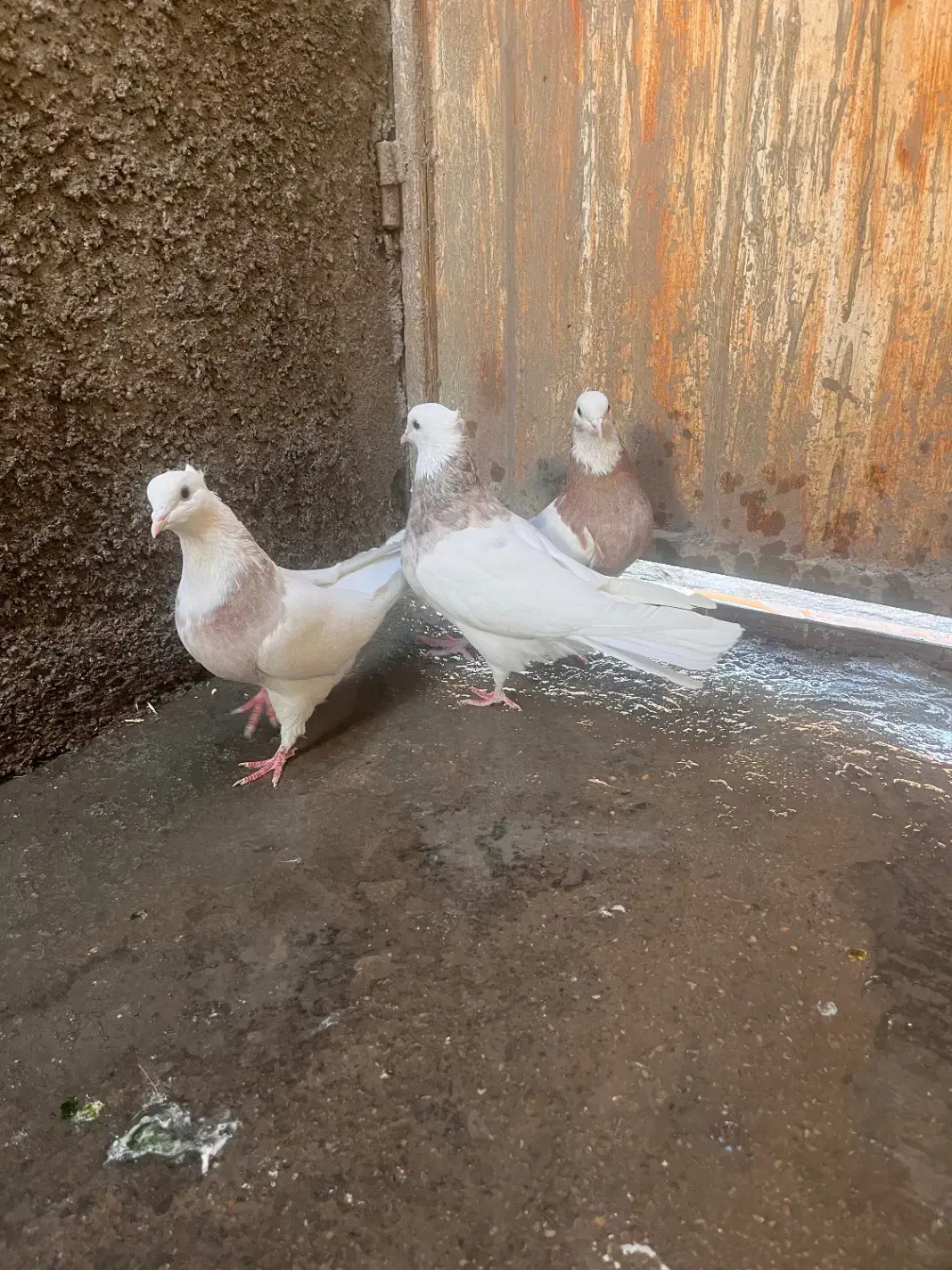 طوقی هفترنگ|پرنده|شاهرود, |دیوار