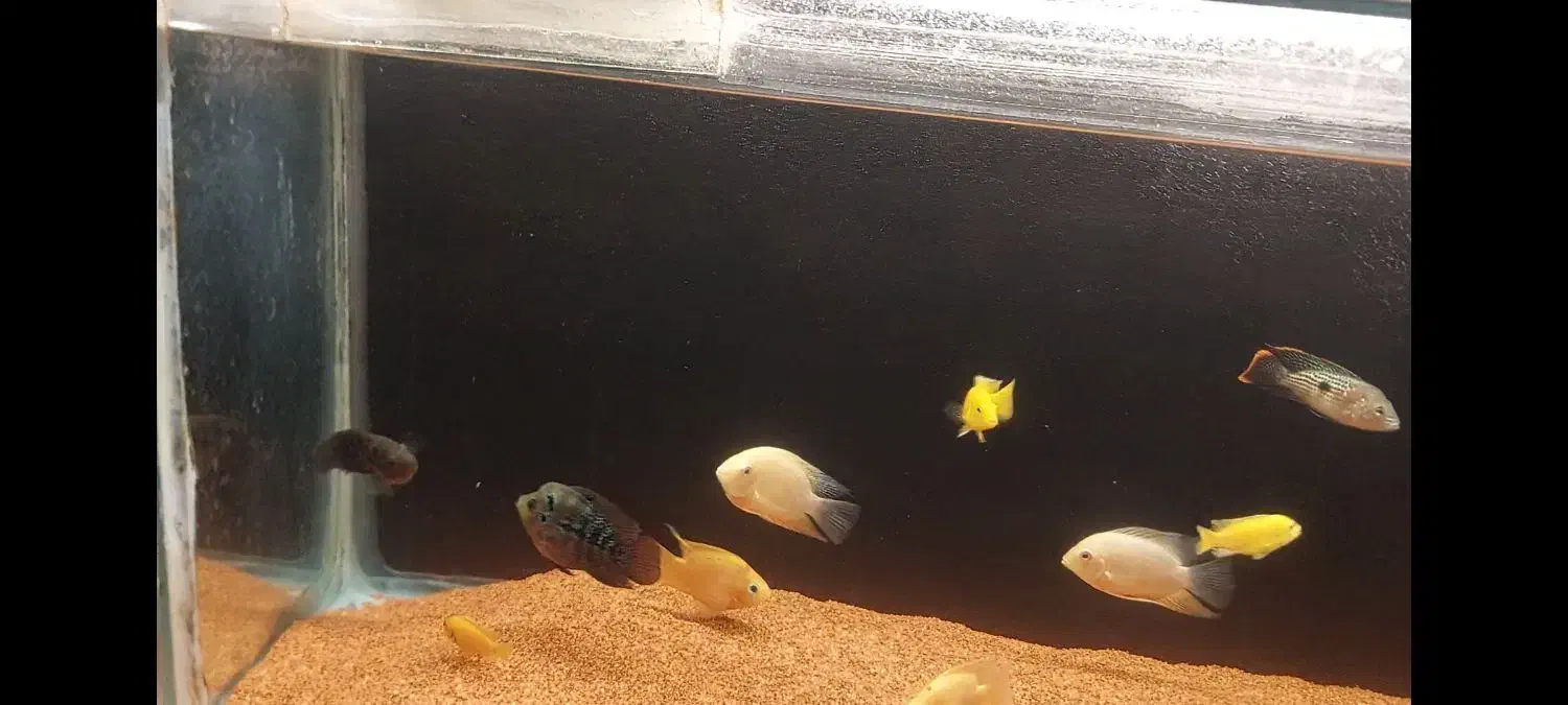 اکواریم با تمامی وسایل|ماهی|اردبیل, |دیوار