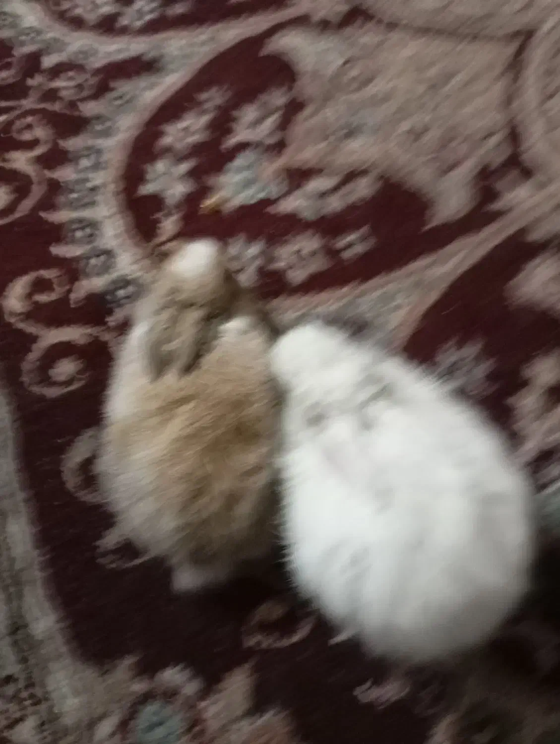 خرگوش بامزه|موش و خرگوش|بندر کنگان, |دیوار