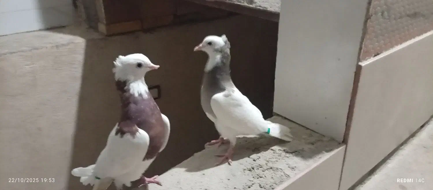 کبوتر|پرنده|لنده, |دیوار