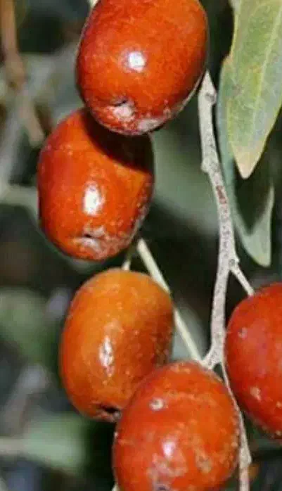 پیشفروش نهال سنجد حاج حسین|خدمات باغبانی و درختکاری|کیار, |دیوار