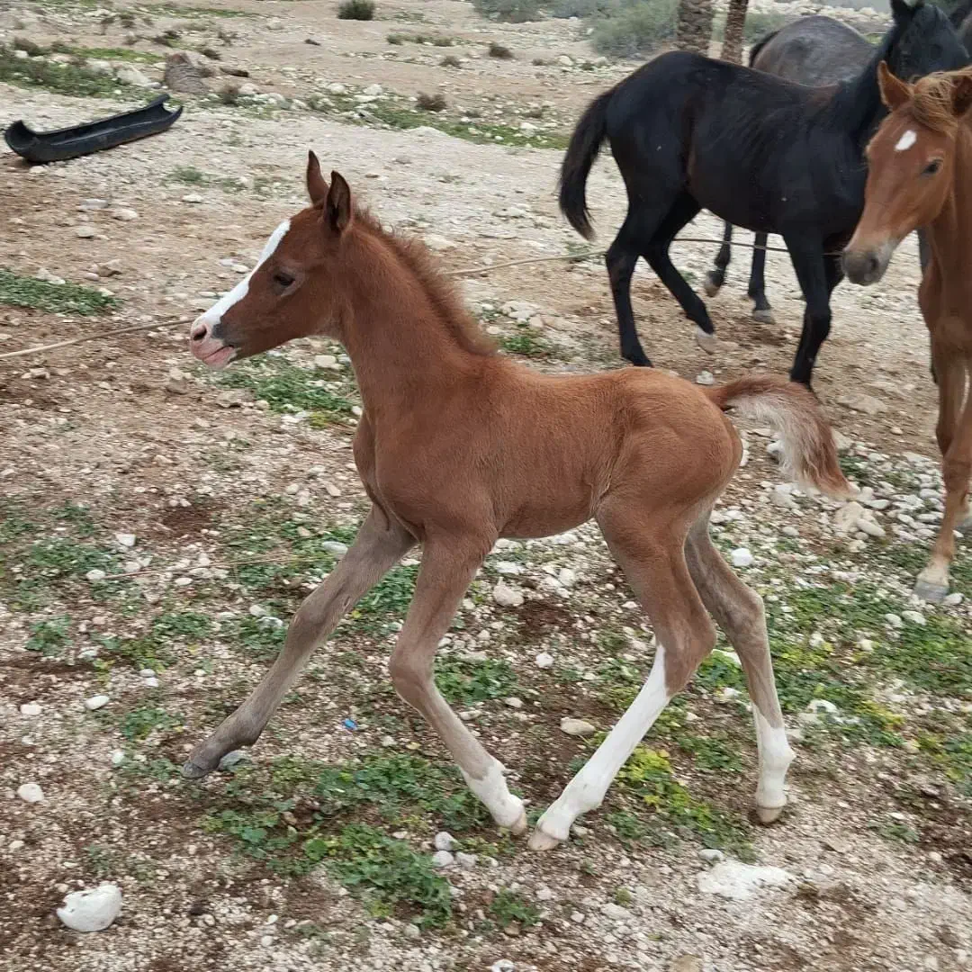 فروش اسب دره‌شوری|اسب و تجهیزات اسب‌سواری|خنج, |دیوار