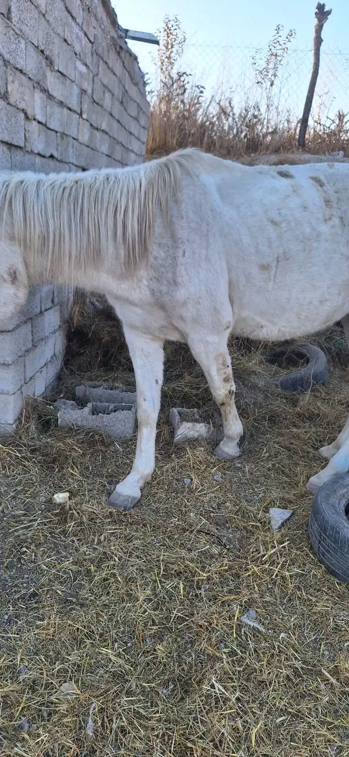 اسب کرد اصیل|اسب و تجهیزات اسب‌سواری|اردبیل, |دیوار