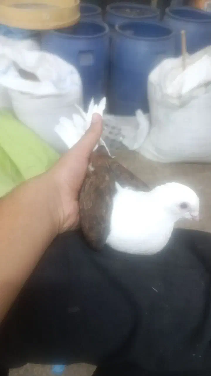 یک عدد کبوتر دوکت خوشگل|پرنده|جهرم, |دیوار