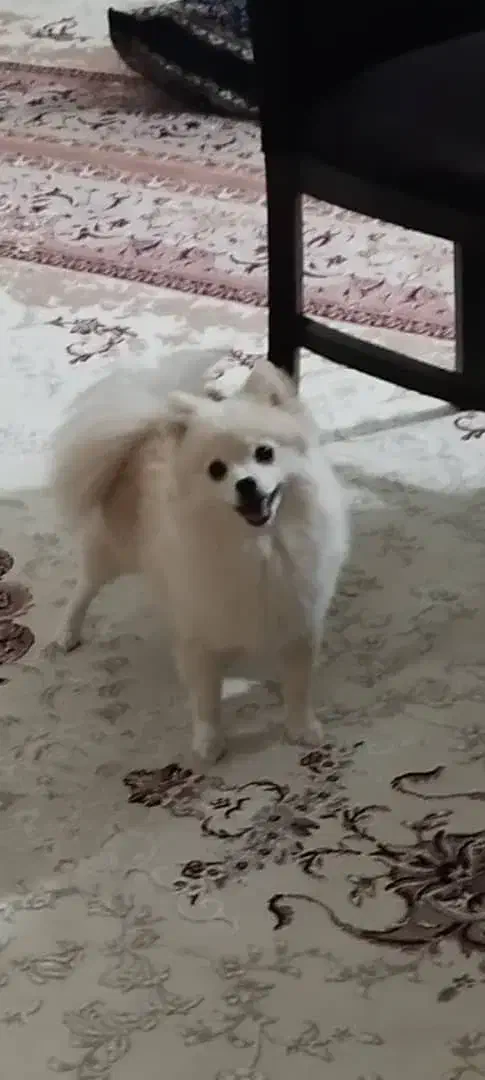 فروش، سگ ماده کاملاآموزش دیده|سگ|بافت, |دیوار