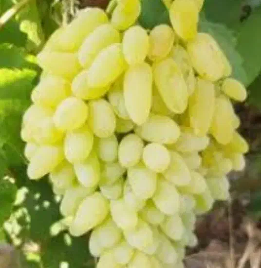 حرس و پیوند انگور وتمام|خدمات باغبانی و درختکاری|تربتحیدریه, مورشک|دیوار