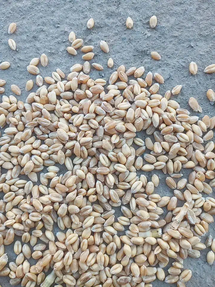 بذرگندم میهن قیمت ۲۸هزارتومان|خدمات باغبانی و درختکاری|صومای برادوست, |دیوار