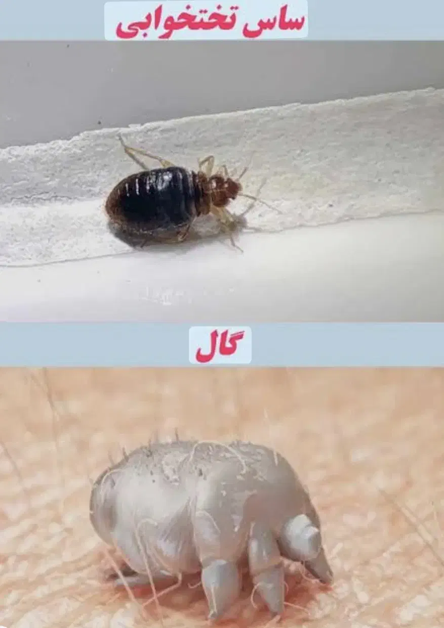 سمپاشی رادین|خدمات نظافت|اسلام‌شهر, شهرک مهدیه|دیوار