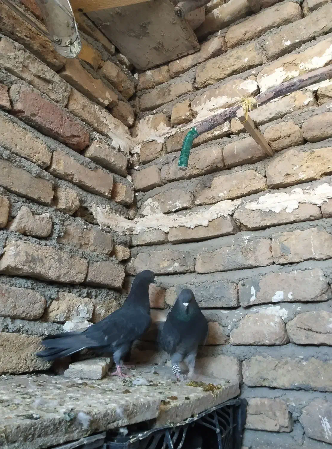 کبوتر|پرنده|گیان, |دیوار