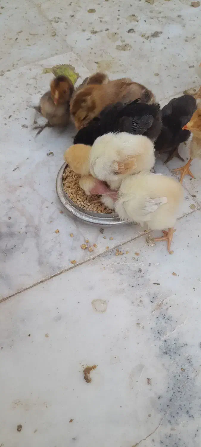 جوجه و مرغ و خروس لاری بوقلمون|حیوانات مزرعه|زابل, |دیوار