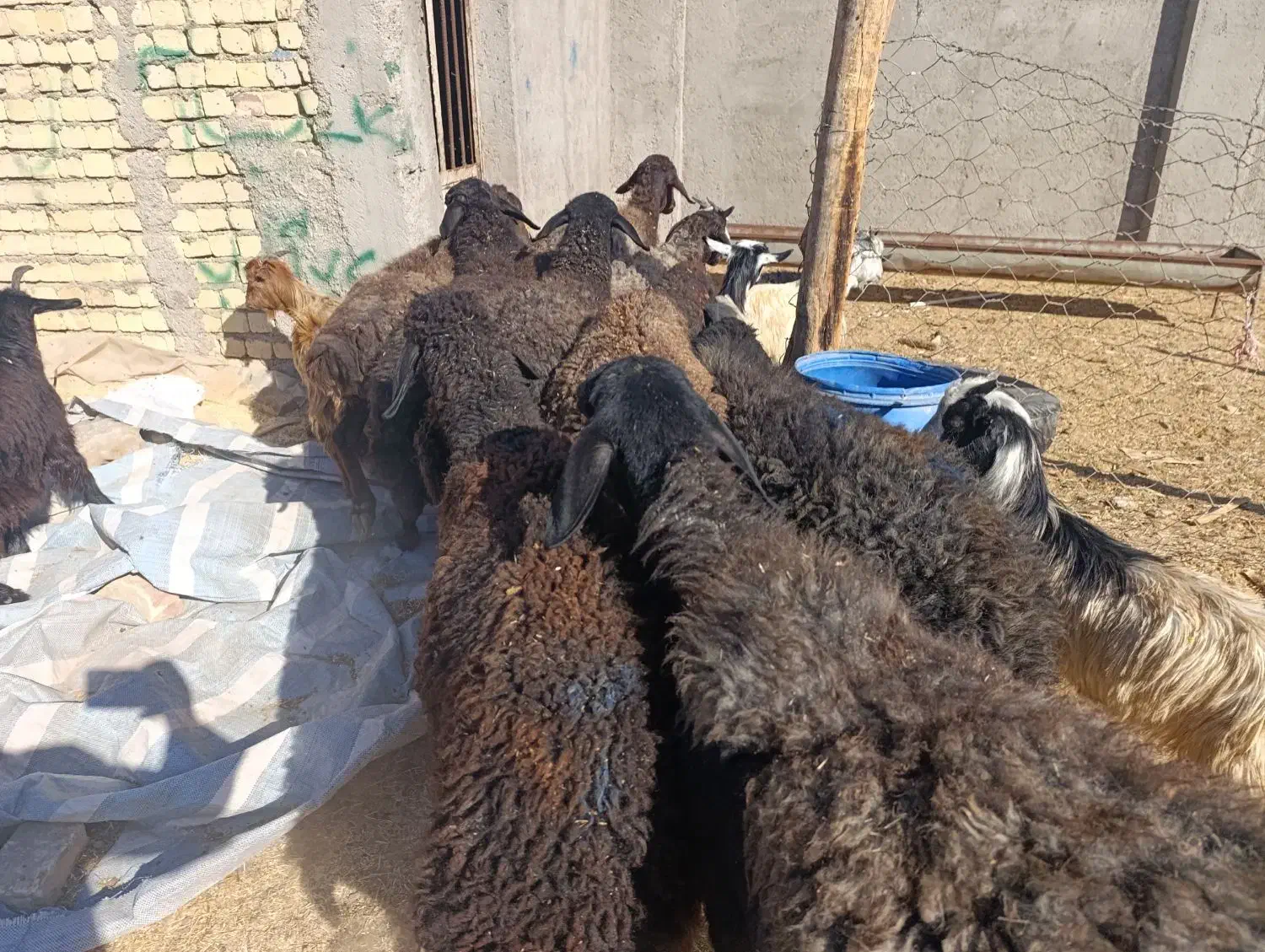 فروش گوسفند های ۵۰ کیلویی|حیوانات مزرعه|کرج, فاز ۲ مهرشهر|دیوار