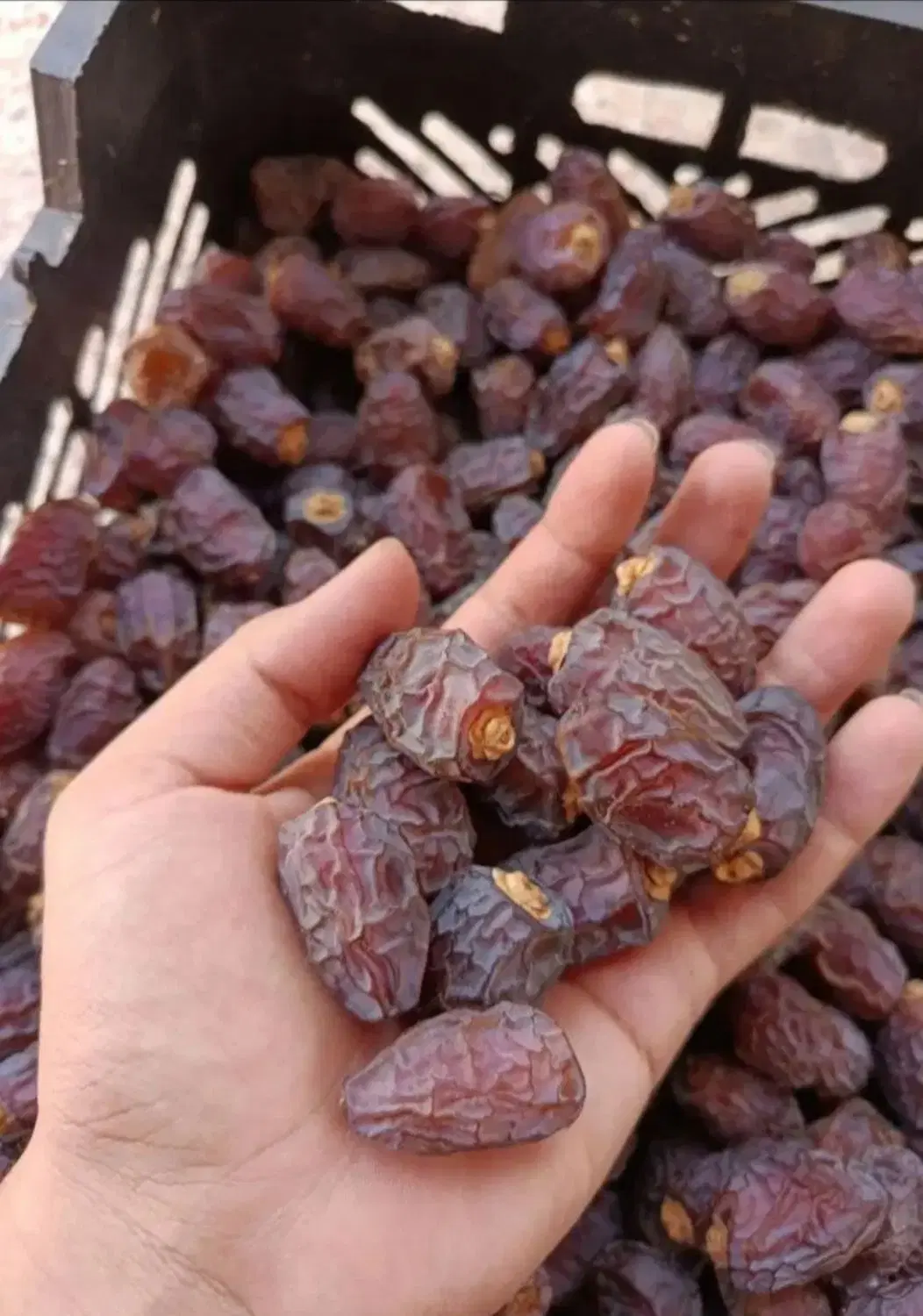 خرما درجه ۱ قیمت خوب|خوردنی و آشامیدنی|تهران, پونک|دیوار
