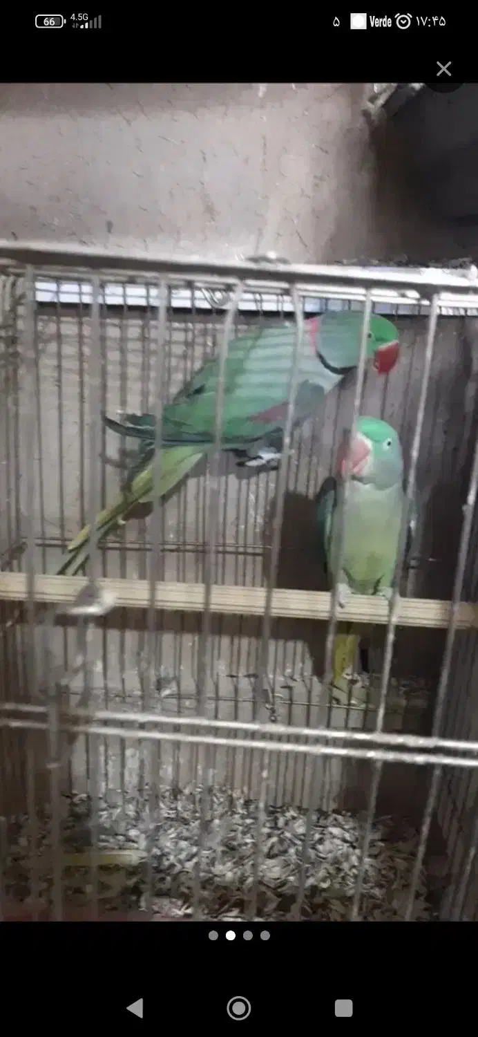 شاه طوطی|پرنده|ارومیه, |دیوار