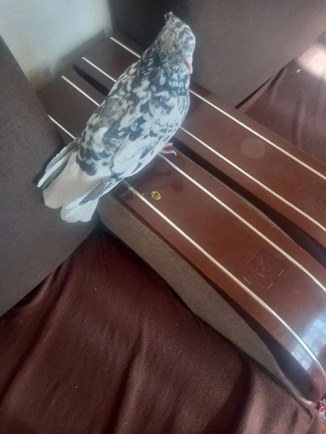 کفتر بهبهونی و پلاکی|پرنده|سیدان, |دیوار