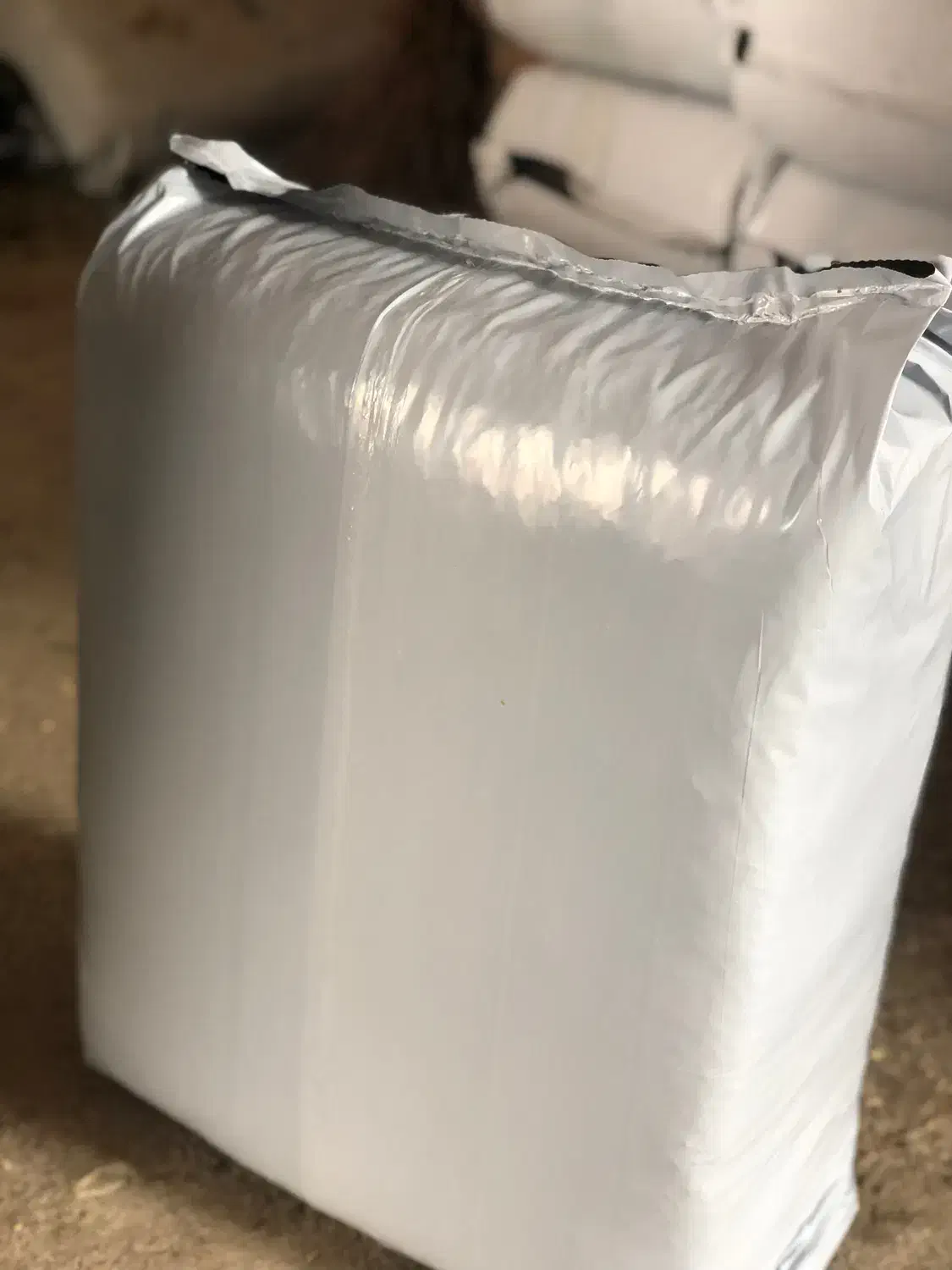 علوفه ذرت کشت اول|عمده‌فروشی|نقده, |دیوار